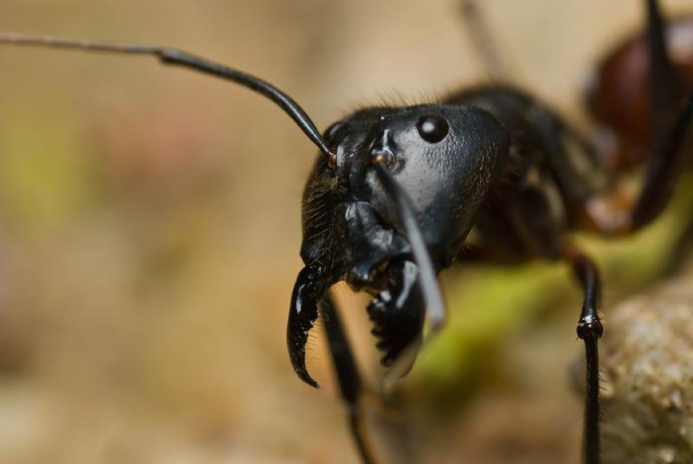 Читать серые муравьи. Dinomyrmex Gigas муравей. Camponotus Gigas малазийский гигант.. 1 Большой муравей черный. Муравьи Sci Fi.